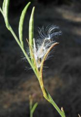 Epilobium brachycarpum
Onagraceae