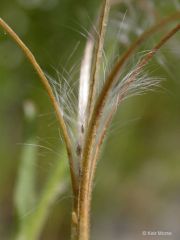 Epilobium ciliatum
Onagraceae