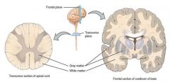Brain- Grey matter = exterior- White matter = interiorSpine- Grey matter = interior- White matter = exteriorGrey matter is exterior in the brain as it only travels inwards and through the brain stem, whilst information in the spinal cord integrate...