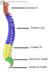 Cervical = 7
Thoracic = 12
Lumbar = 5
Sacral = 5 (fused)
Coccyx = 4 (fused and variable between 3-5)

Total = 33 (+- 1)