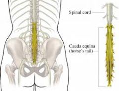 As the spinal cord stops growing at the T12 level, the rest of the spinal nerves branch out in a horse tail shape to reach the rest of the spinal segments. Starts at L1 and goes downwards.