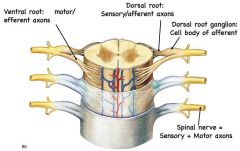 Dorsal (posterior) = sensoryVentral (anterior) = motor