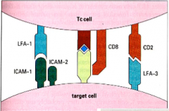 1. Tc cells, run into target cells which present antigens by the MHC protein complex.  This will allow an attack to occur.
