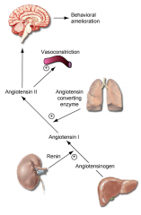 Liverreleases protein (antiotensinogen) --> thekidneys release renin (an enzyme) --> enzymes change the structure of the peptide creating angiotensin I --> from the lungs: angiotensin convertingenzyme leads to angiotensin II --> angiotensin II (is...