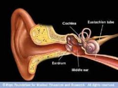 the eardrum 