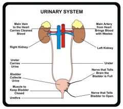 Function of Urinary system