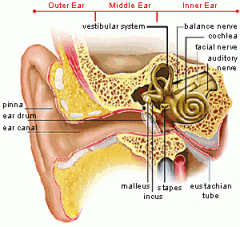 contains the organs of equilibrium; found in the inner ear 
