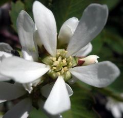 Amelanchier utahensis
Rosaceae