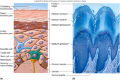3 to 5 layers flat keratinocytes 


- Cells undergo apoptosis and lose nuclei and organelles