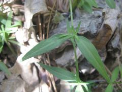 Kelloggia galioides
Rubiaceae