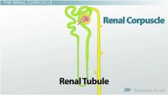 Renal Corpuscle, Renal Tubules