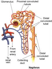 what are the main parts of a Nephron
