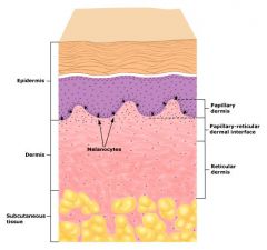 Dermis - Connective tissue layer