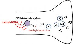 Methyl-DOPA
is a false substrate for DOPA decarboxylase. Methyl-dopamine
cannot be converted to noradrenaline