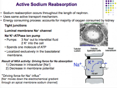 Occurs throughout the length of the nephron (active transport mechanism = consumes energy, MAJORITY OF O2 consumed by kidney)

Na-K ATPase pumps out 3Na+ into interstitium and brings in 2 K+ ions (1 molecule ATP) --> decrease in intracellular Na...