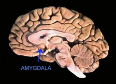 Amandelvormig gebied dat betrokken is bij emotie en sociale cognitie. Belangrijke functie is het automatisch screenen van informatie op sociale en affectieve relevantie (vooral bij dreiging in de omgeving). 
Daarnaast is speelt de amygdala een gr...