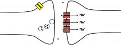 Antagonists of ionotropic
receptors prevent depolarization of the postsynaptic cell

Several mechanisms: occupy
NT binding site, prevent channel opening,
or block the open pore      