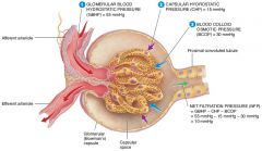 Glomerular Blood Hydrostatic Pressure(GBHP), Filtrate Hydrostatic Pressure (FHP)