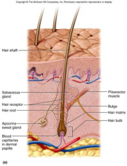 Hair shaft is filament of keratinized cells 
- shaft = above skin
- root = within follicle
- in cross section: medulla, cortex and cuticle 
 