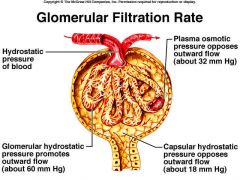 The amount of filtrate formed per minute by the kidneys