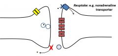 - Amitriptyline
inhibits NA uptake (blue)
- Neostigmine
blocks acetylcholinesterase (red)