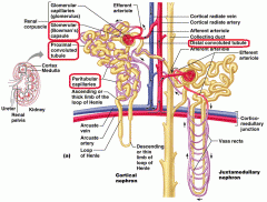 Proximal Convaluted Tubule (PCT)