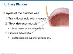 Connective Tissue Layer that connects with the connective tissues of surrounding structures to anchor the bladder