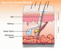1) Type of sweat gland associated with certain hair follicles 
2) Located in axillary, pubic, nasal, nipples, ears