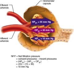 Calculate the net filtration pressure if blood pressure in the glomerulus is unusually high, around 68mmHG