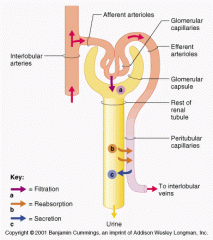 Glomerular Hydrostatic pressure(GHP)