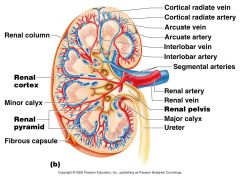 Cortical Radiate (interlobular) Arteries