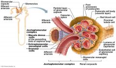 It is drained by an Efferent Arteriole