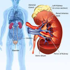 it stabilizes the position of the kidneys 