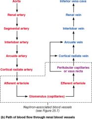   Which vessel is present in the arterial pathway as blood flows into the kidney but NOT present in the venous pathway exiting the kidney?  