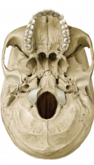 What is the big hole in the occipital bone?