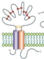 ligand-gated ion channel family