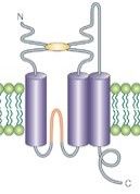 ligand-gated ion channel family