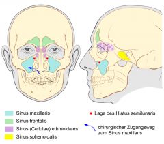 Sinus frontalis, Sinus maxillaris, Cellulae ethmoidales, Sinus sphenoidalis