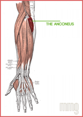 Anconeus