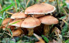 This kingdom contains organisms that are eukaryotic and multicellular; although some are unicellular. These organisms are the prime examples of autotrophic organisms. Most fungi reproduce assexually using spores. Mushrooms are an excellent example...