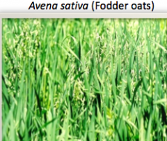 What are some causes of deaths associated with grazing green oat crops?