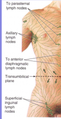 umbillicus is the line: above drains up (axillary lymph nodes), below drains down (superficial inguinal lymph nodes)