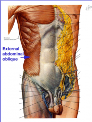 'hands in pockets' (superolateral to inferomedial)
lower 8 ribs
interdigitates with serratus anterior
attaches to aponeurosis (broad, flat tendon) 
attaches to anterior superior iliac spine, pubic tubercle and pubic crest (inguinal ligament)
