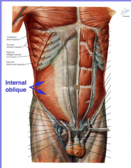 fibers opposite direction to external 
lower rib attachment, anterior superior iliac spine, aponeurosis, linea alba
lower threads are underneath the inguinal ligament formed by external oblique, arch over the spermatic cord (or round ligament)