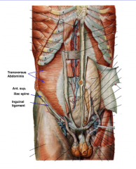 transverse fibers
lower ribs, aponeurosis at center
anterior superior iliac spine
also under inguinal ligament, arch over spermatic cord (or round ligament) to help form conjoint tendon