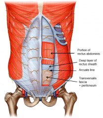 where the deep layer of the rectus sheath stops and all that is left is transversalis fascia