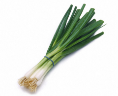 Onion - Green

4068