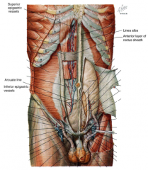 deep to rectus abdominus
superior: extensions of intercostals
inferior: branches of iliac vessels