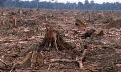 The destruction of forests by clearing or burning as a result of economic development, such as building roads or conversion to crop land, or through changes in the earth's vegetation due to global warming.  