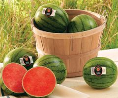 Melon - Pureheart